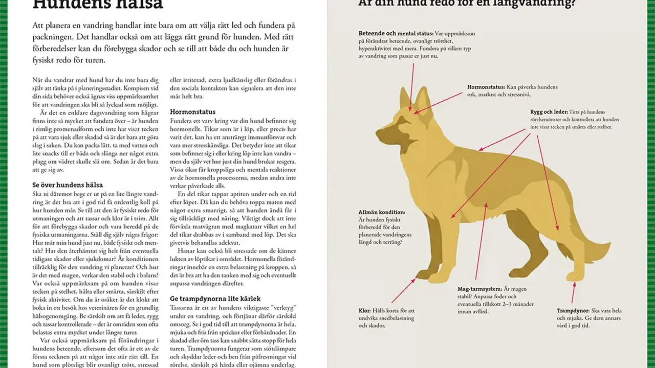 Hundens hälsa: Förberedelser för vandring med hund, inklusive koll av leder, klor och trampdynor.