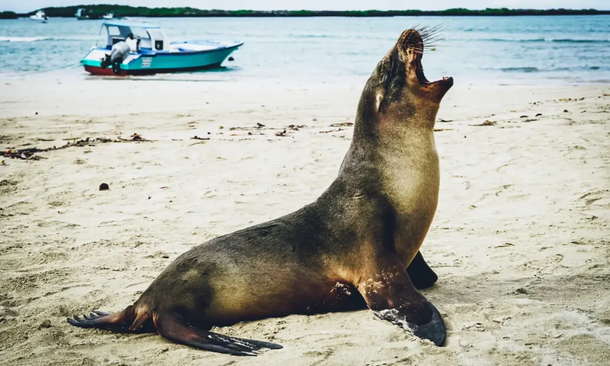 En sjölejon gäspar på en sandstrand, en båt i bakgrunden. En perfekt bild för en resa till Galapagos.
