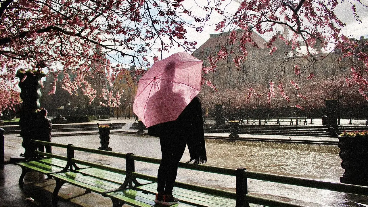 En person med rosa paraply står vid en damm under blommande körsbärsträd i Gamla Stan.