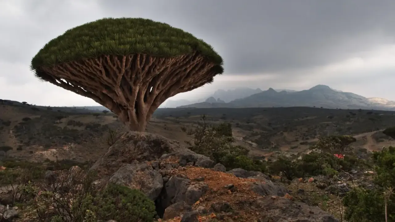 En unik drakblodsträd på Socotra, Jemen, reser sig mot en dramatisk himmel över ett kargt landskap.