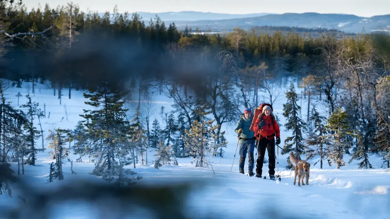 Två skidåkare med hund vandrar genom ett snötäckt landskap vid Koppången, Orsa. Solen lyser på de snöklädda träden.