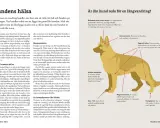 Hundens hälsa: Förberedelser för vandring med hund, inklusive koll av leder, klor och trampdynor.