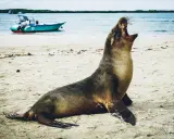 En sjölejon gäspar på en sandstrand, en båt i bakgrunden. En perfekt bild för en resa till Galapagos.