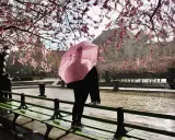En person med rosa paraply står vid en damm under blommande körsbärsträd i Gamla Stan.