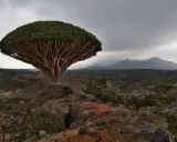 En unik drakblodsträd på Socotra, Jemen, reser sig mot en dramatisk himmel över ett kargt landskap.