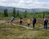 En familj med hundar njuter av en vandring i Storhogna. En spång leder genom ett vackert landskap med skog och berg.