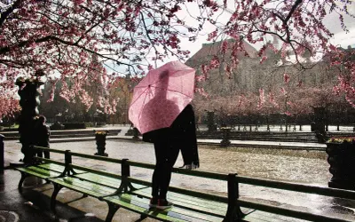 En person med rosa paraply står vid en damm under blommande körsbärsträd i Gamla Stan.