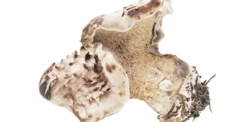 En taggsvamp med taggiga undersidor, perfekt för ett spännande taggsvamp recept.