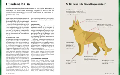 Hundens hälsa: Förberedelser för vandring med hund, inklusive koll av leder, klor och trampdynor.