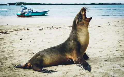 En sjölejon gäspar på en sandstrand, en båt i bakgrunden. En perfekt bild för en resa till Galapagos.
