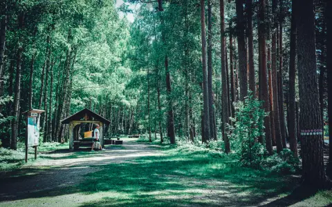 En man vilar vid ett vindskydd i Tivedens nationalpark, omgiven av höga träd och grönskande natur.