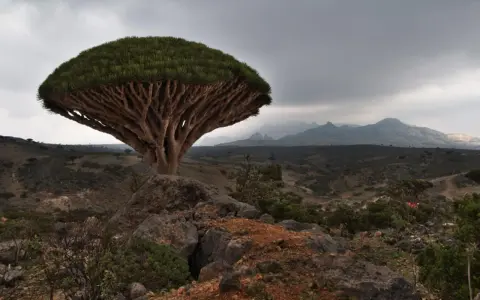 En unik drakblodsträd på Socotra, Jemen, reser sig mot en dramatisk himmel över ett kargt landskap.