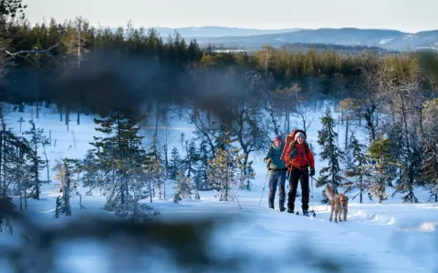 Två skidåkare med hund vandrar genom ett snötäckt landskap vid Koppången, Orsa. Solen lyser på de snöklädda träden.