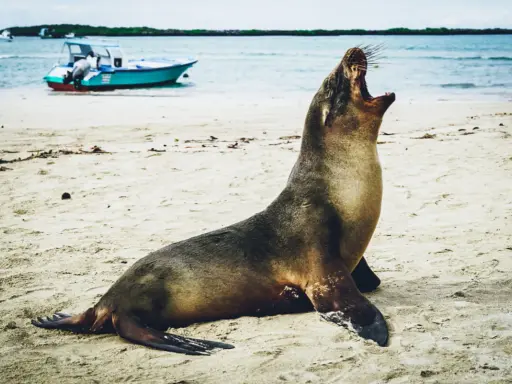 En sjölejon gäspar på en sandstrand, en båt i bakgrunden. En perfekt bild för en resa till Galapagos.