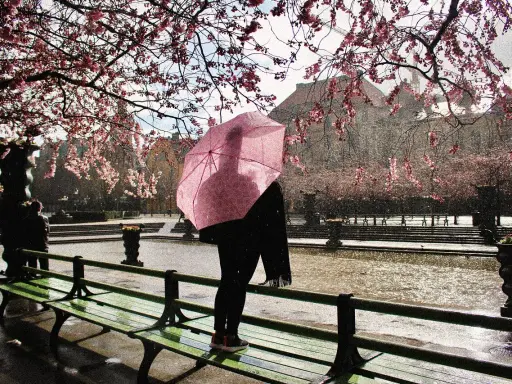 En person med rosa paraply står vid en damm under blommande körsbärsträd i Gamla Stan.