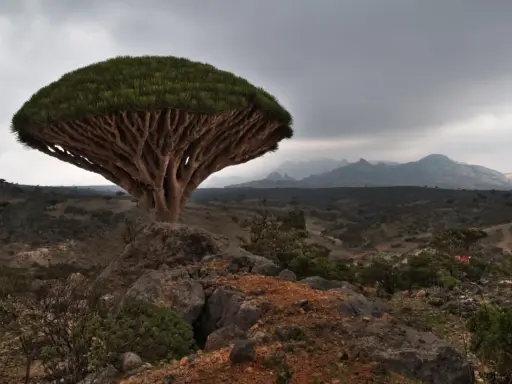 En unik drakblodsträd på Socotra, Jemen, reser sig mot en dramatisk himmel över ett kargt landskap.