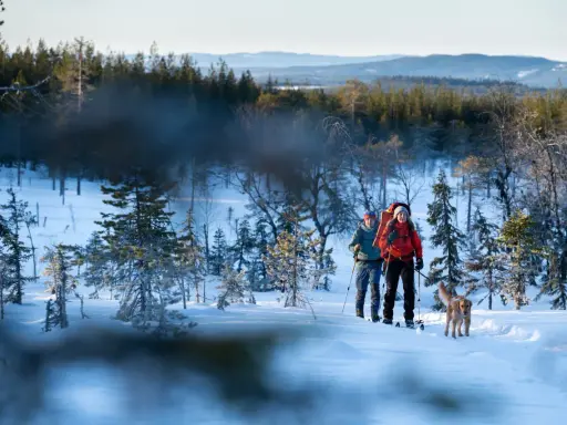 Två skidåkare med hund vandrar genom ett snötäckt landskap vid Koppången, Orsa. Solen lyser på de snöklädda träden.