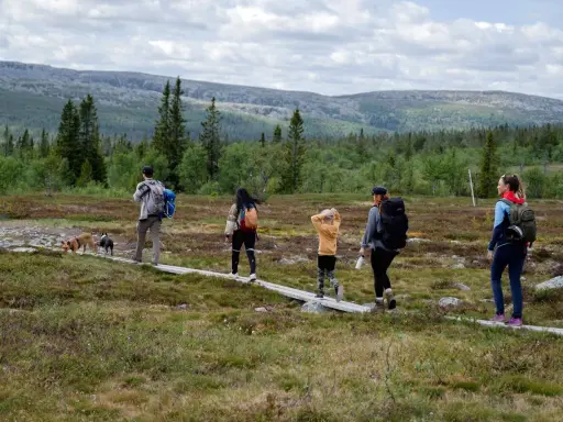 En familj med hundar njuter av en vandring i Storhogna. En spång leder genom ett vackert landskap med skog och berg.