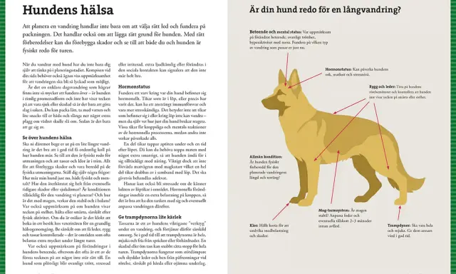 Hundens hälsa: Förberedelser för vandring med hund, inklusive koll av leder, klor och trampdynor.