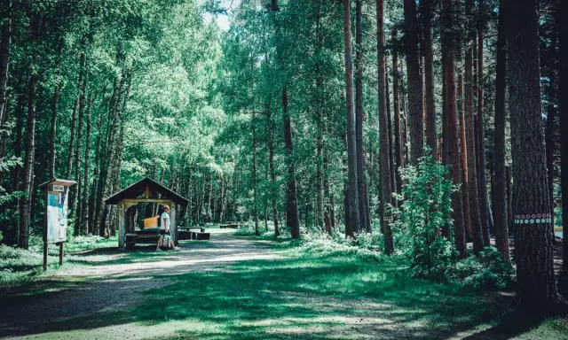 En man vilar vid ett vindskydd i Tivedens nationalpark, omgiven av höga träd och grönskande natur.