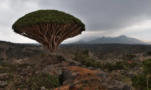 En unik drakblodsträd på Socotra, Jemen, reser sig mot en dramatisk himmel över ett kargt landskap.