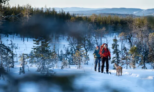 Två skidåkare med hund vandrar genom ett snötäckt landskap vid Koppången, Orsa. Solen lyser på de snöklädda träden.