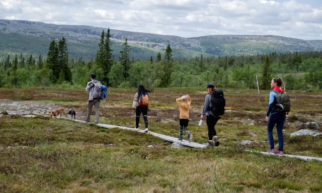 En familj med hundar njuter av en vandring i Storhogna. En spång leder genom ett vackert landskap med skog och berg.