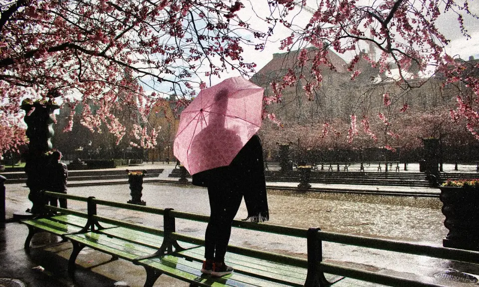 En person med rosa paraply står vid en damm under blommande körsbärsträd i Gamla Stan.