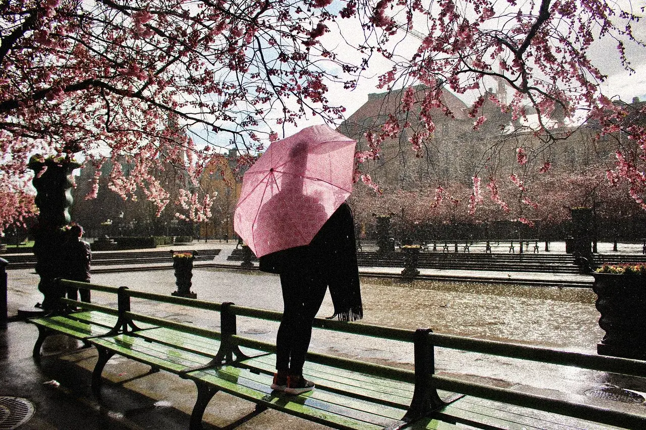 En person med rosa paraply står vid en damm under blommande körsbärsträd i Gamla Stan.