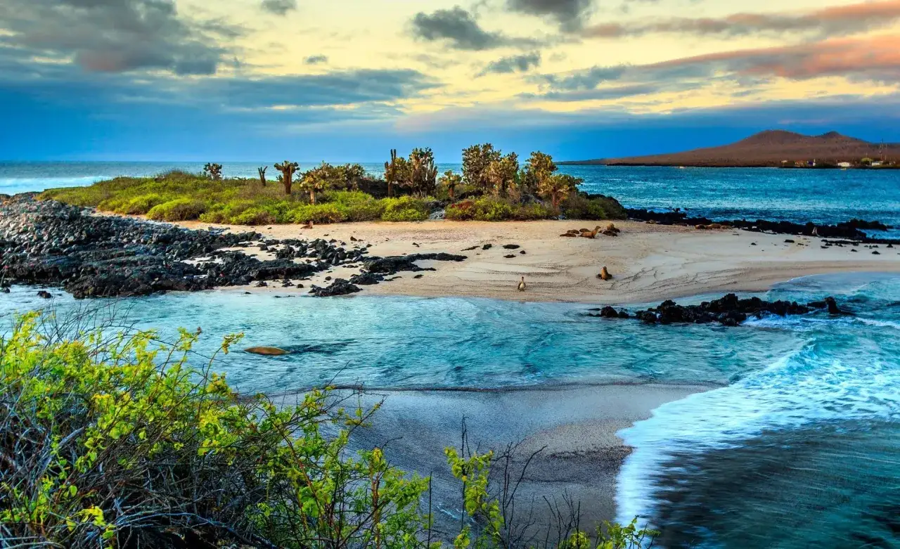 En drömresa till Galapagos: solnedgång över en sandstrand med sjölejon, kaktusar och turkost vatten.