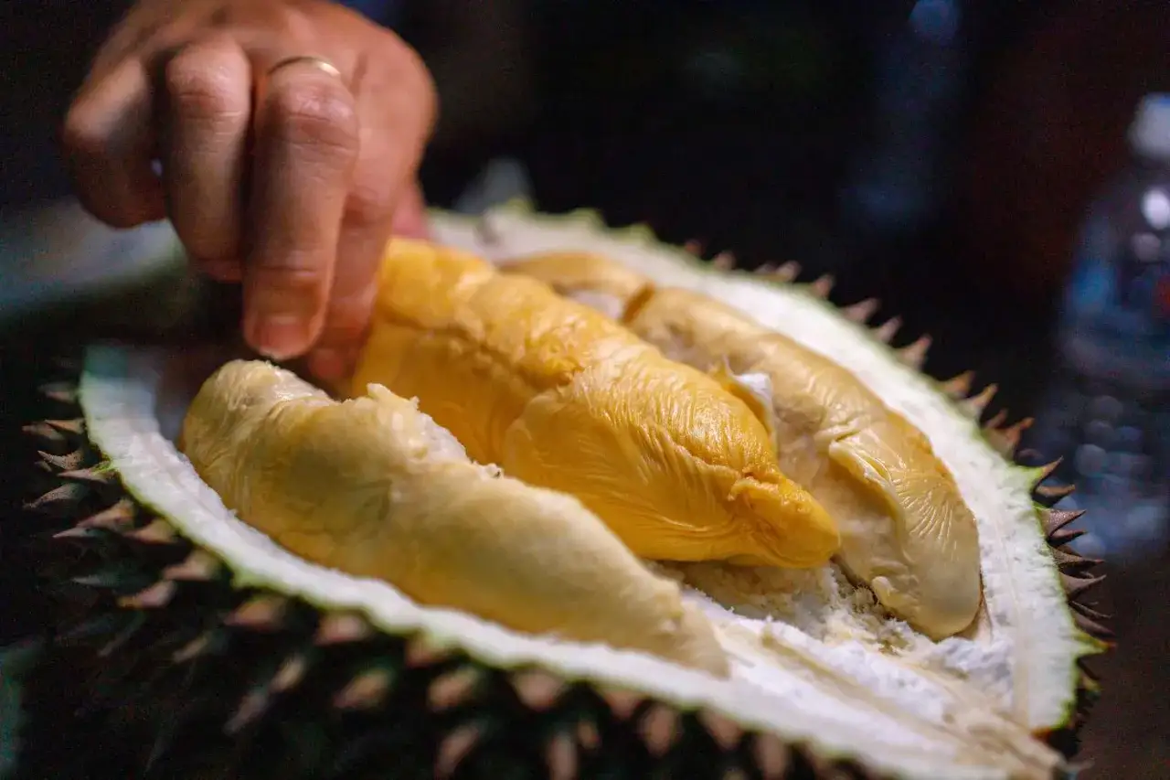 En hand plockar ur den krämiga, gula durian frukten ur dess taggiga skal.