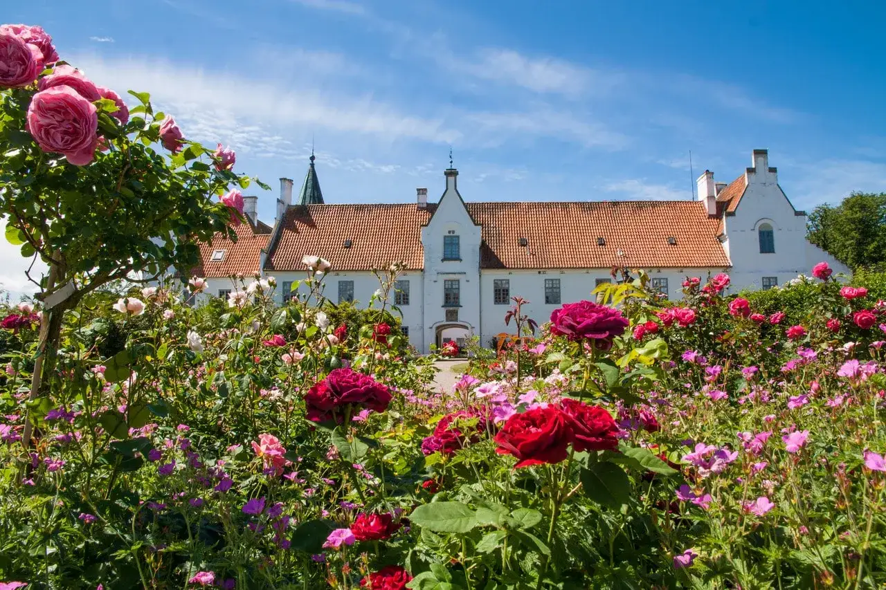 En blomstrande rosenträdgård framför ett vitt slott med tegeltak, ett perfekt utflyktsmål i Mellansverige en solig dag.